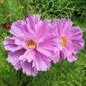 Fizzy Pink Cosmos Blumensamen - Cosmos bipinnatus | Gekräuselte rosa Blüten mit dunklen Mitten | Bestäuberfreundlich | 30+ Samen