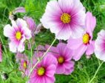 Daydream Cosmos Blumensamen - Hellrosa Blüten, Easy-Grow Einjährig