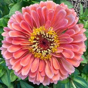 May include: A close-up of a vibrant zinnia flower. The flower has layers of soft pink and peach petals around a bright yellow centre. The centre has a dark maroon hue. Green leaves provide a backdrop.