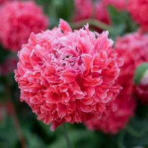Sementes de Papoula Peônia Salmão Gelada – Papaver somniferum | Flores Dobradas Salmão | Autosemeadura | 50 Sementes