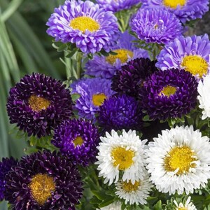 Blaue Aster Mix Samen | Callistephus chinensis | Matsumoto Typ Aster Blume | Schnittblume | Blumenschmuck | Bauerngarten | 50+