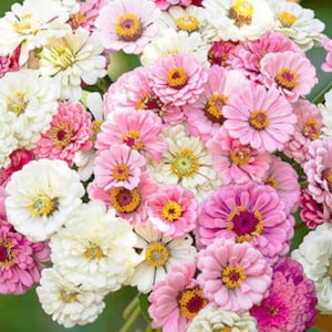 Mariée rougissante Zinnia | Fleurs rose pastel et crème | Zinnia elegans | Bouquets de mariage | 25 graines