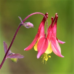 Wild Columbine Seeds | Red Columbine Flower | Wild Flower | Aquilegia canadensis | Perennial Plant | 50+