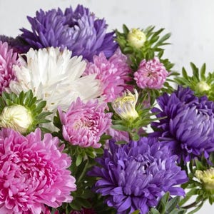 King Size Mix China Aster Blumensamen | Callistephus chinensis | Schnittblume | Aster Blumenstrauß | 50+