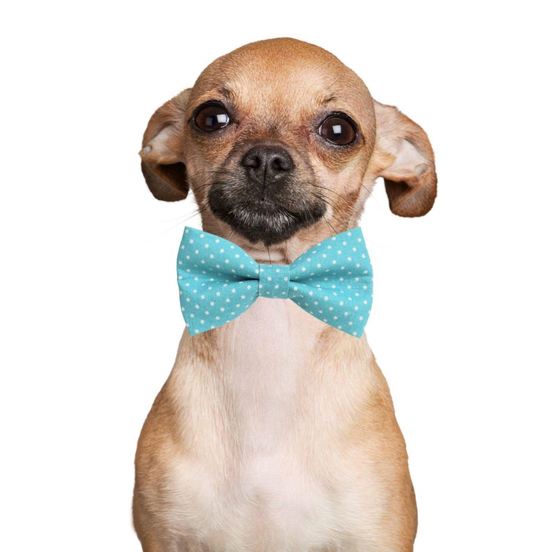 May include: A light brown Chihuahua dog wearing a light blue bow tie with white polka dots. The dog has large, dark eyes and is centered against a white background. The bow tie adds a touch of elegance.