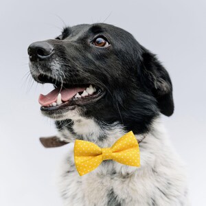 Dog Bow Tie - Golden Yellow and White Polka Dots image 2