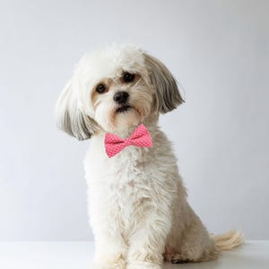 May include: A fluffy white dog with a pink polka-dot bow tie. The dog is sitting and looking at the camera. The bow tie is a bright pink with small white polka dots.