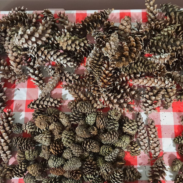 20 Medium Red Pine cones, perfect for home decor and year- round crafting