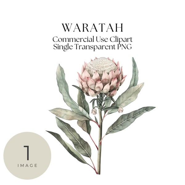 Waratah Clipart, Single Image, Waratah, Flower Clip Art, Australian Native, Floral Clip Art, Digital Clip Art, transparent png