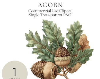 Ekollon Clipart - Höst Clipart - Höst Clipart - Blommig Clipart - Kommersiellt bruk Clipart Enkel Transparent png