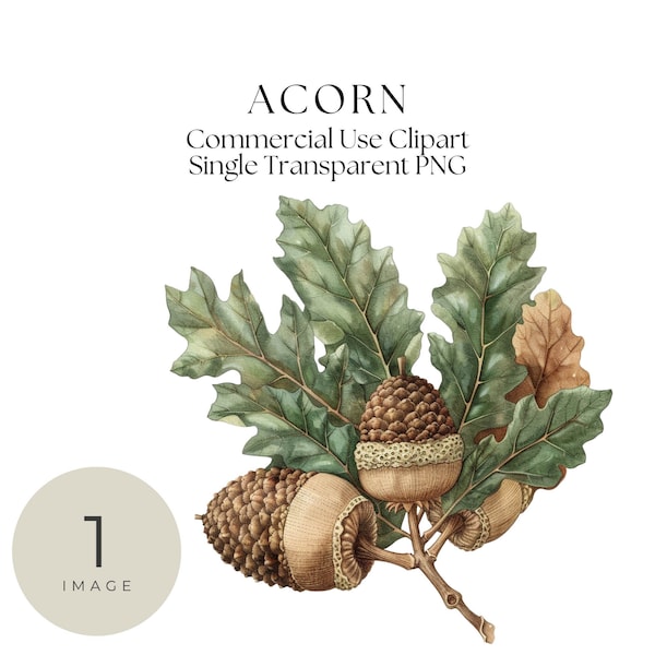 Acorn Clipart, Single Image, Acorn, Autumn Clip Art, Digital Clip Art, transparent png