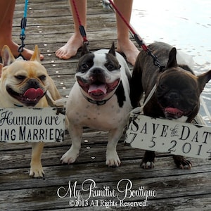 May include: Three French Bulldogs wearing signs that say "Our Humans are Getting Married" and "Save the Date 7.5.2014".
