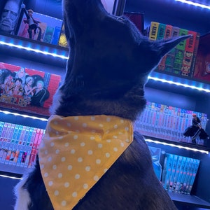 May include: A black and white dog wearing a yellow bandana with white polka dots. The dog is looking up, with a bookshelf filled with manga and figurines in the background. The shelves are illuminated with blue lights.