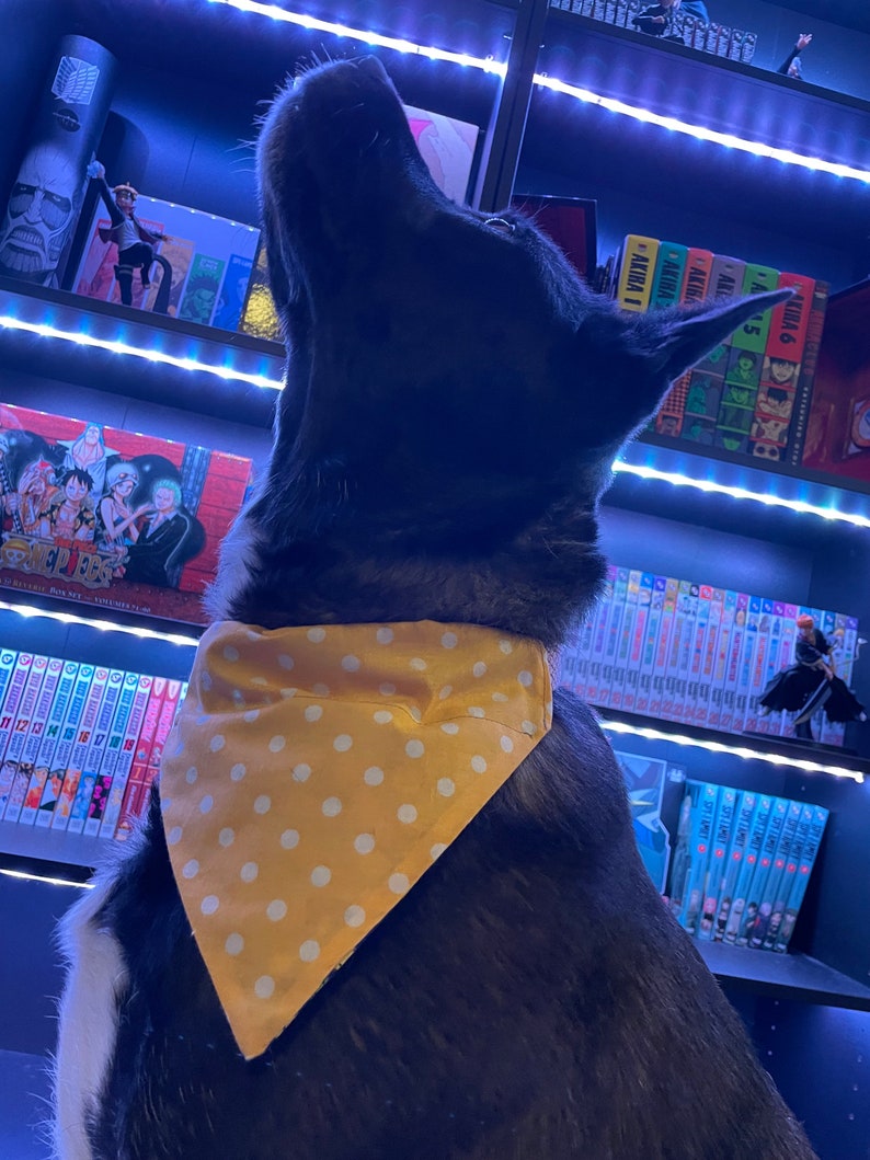 May include: A black and white dog wearing a yellow bandana with white polka dots. The dog is looking up, with a bookshelf filled with manga and figurines in the background. The shelves are illuminated with blue lights.