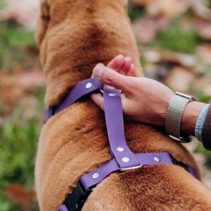 Dog Harness – Strong Durable Pet Harness with Quick Release Buckle for Training and Daily Walks