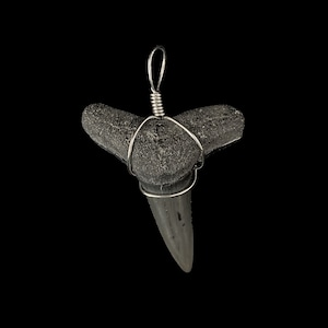 Large Fossil Sharks Tooth Pendant - Black