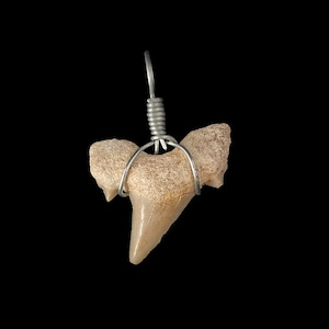 Large Fossil Sharks Tooth Pendant - White