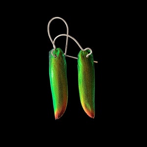 REAL Jewel Beetle Wing Earrings