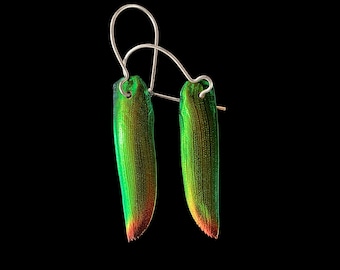 REAL Jewel Beetle Wing Earrings