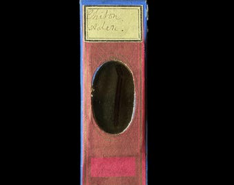 Ciondolo per vetrino da microscopio REALE