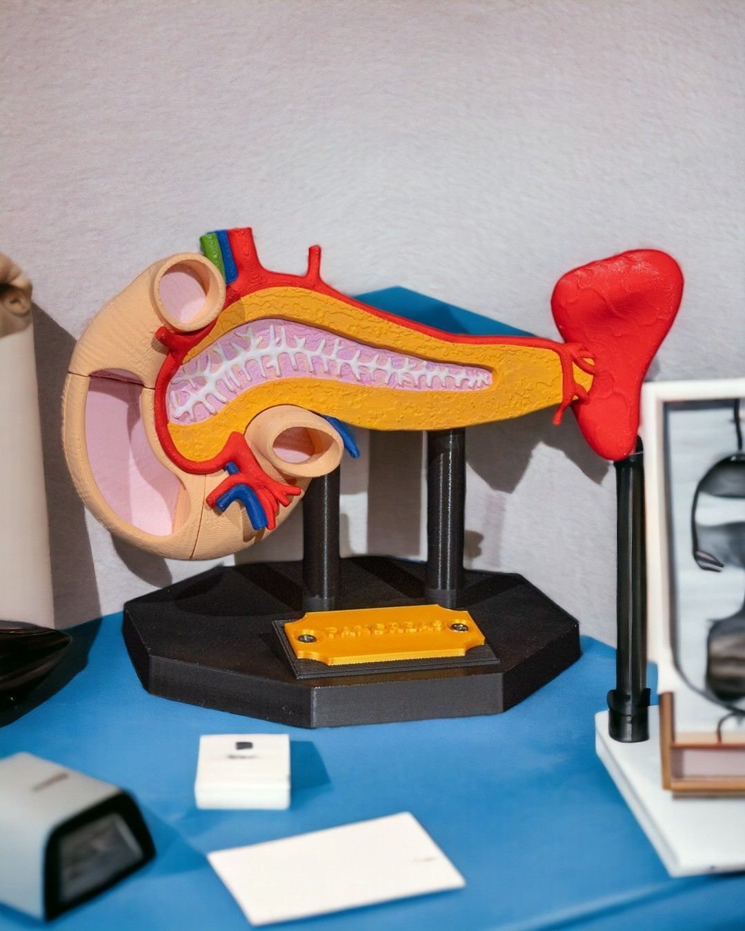 Pancreas Anatomy Model 3D Printed Human Pancreas Medical Teaching Aid Biology Classroom & Anatomy Study Model