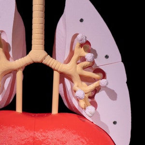 Lung Anatomical Model | 43cm High-quality | 3D Printed - Etsy