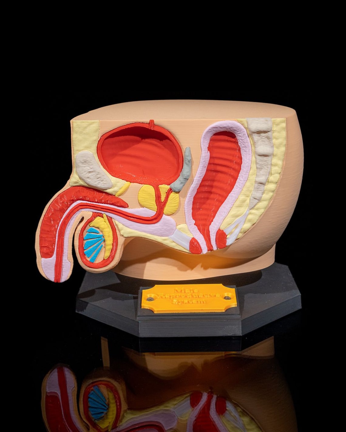 Anatomical Male Reproductive System | High Quality | 3D Printed - Etsy