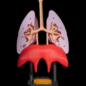 Lung Anatomical Model | 43cm High-quality | 3D Printed - Etsy