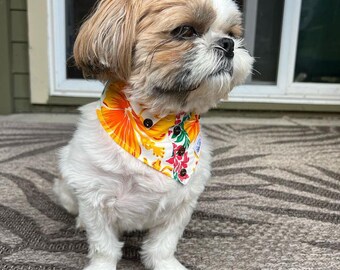 Pet “Shirt-Dana” Hibiscus Sunrise