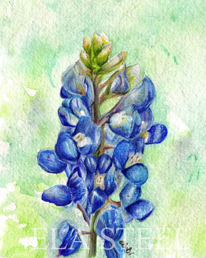 PRINT Texas Bluebonnet Watercolor and Colored Pencil Art by Ela Steel 8x10 ...