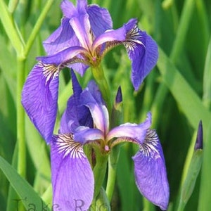 5 Photo Note Cards of Irises