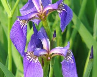 5 Photo Note Cards of Irises