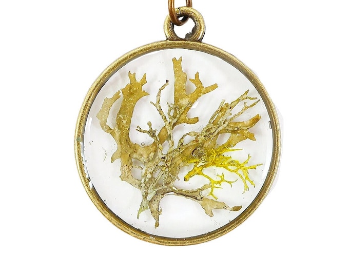 Terrarium Necklace Moss Lichen Window Frame Brass Necklace