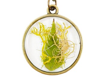 Pressed Fern Necklace Moss Lichen Forest Window Frame Brass Necklace