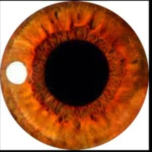 1 pair glass craft eyes  various sizes amber colour