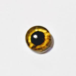 One pair of glass eyes with metal posts 6mm 12mm various colours Bild 6