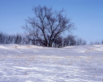 Fine Art Photography - Trees and snow - winter scenery - landscape - wall decor.