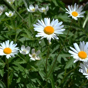 Photographie 5X7 carte vierge faite à la main - Marguerite -