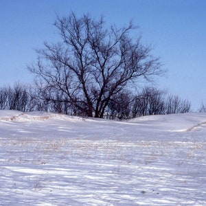 paysage d'hiver 5X7 fait à la main Carte vierge photographie couleur - - arbres d'hiver