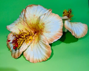 hibiscus sei