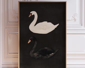 Black and White Swan Wall Art Print