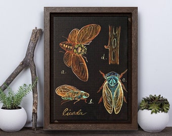 Cicada Insect Art, Identification Print, Vertical Framed Premium Gallery Wrap Canvas, Mini Cicada Brood Print, Bug Collection, Cicada Wings