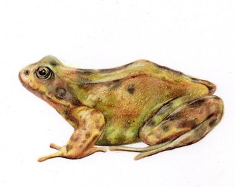 Realistic Common Frog illustration -Coloured Pencil Wildlife drawing. gift for Frog Lovers, wildlife gardeners, nature lovers, amphibian pet
