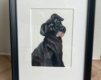 Pet Portraits