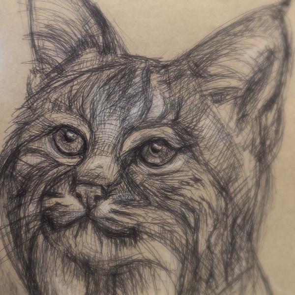 Bobcat Lynx Drawing Etsy