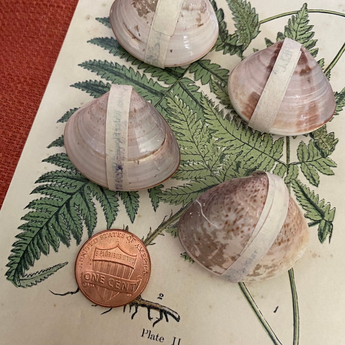 1pc 1950s LITTLE WONDER SHELL Vintage Water Flowers In The Etsy