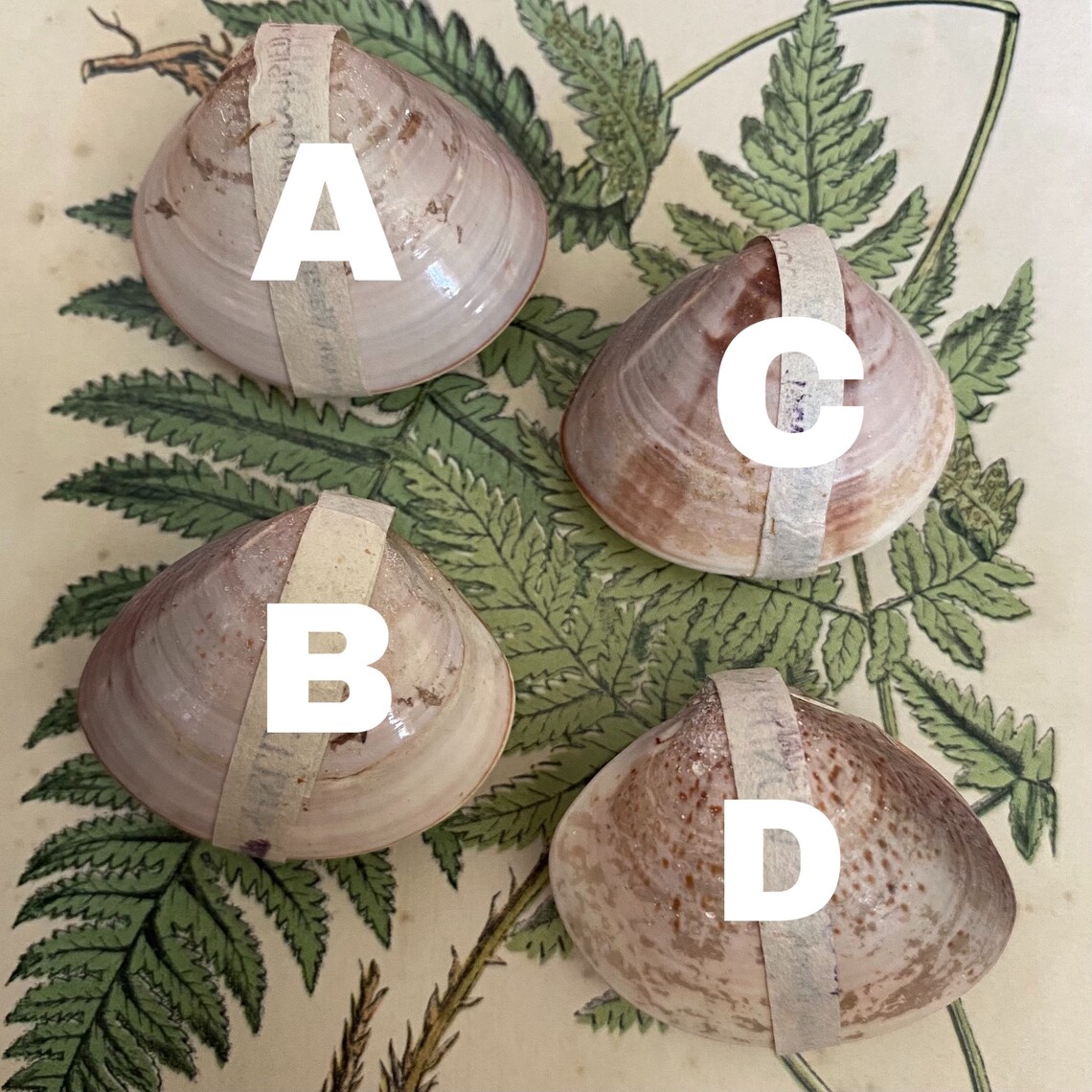 1pc 1950s LITTLE WONDER SHELL Vintage Water Flowers In The Etsy