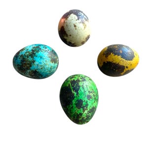 May include: Four speckled eggs in various colors: turquoise, green, yellow, and brown. The eggs are oval-shaped and have a textured appearance. The eggs are arranged against a white background.