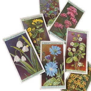 3stk WILDBLUMEN KARTEN 2-5 / 8 "Antike Vintage Miniatur Trade Card Blumenthema Britische Zigarette Prämien Mystery Lot