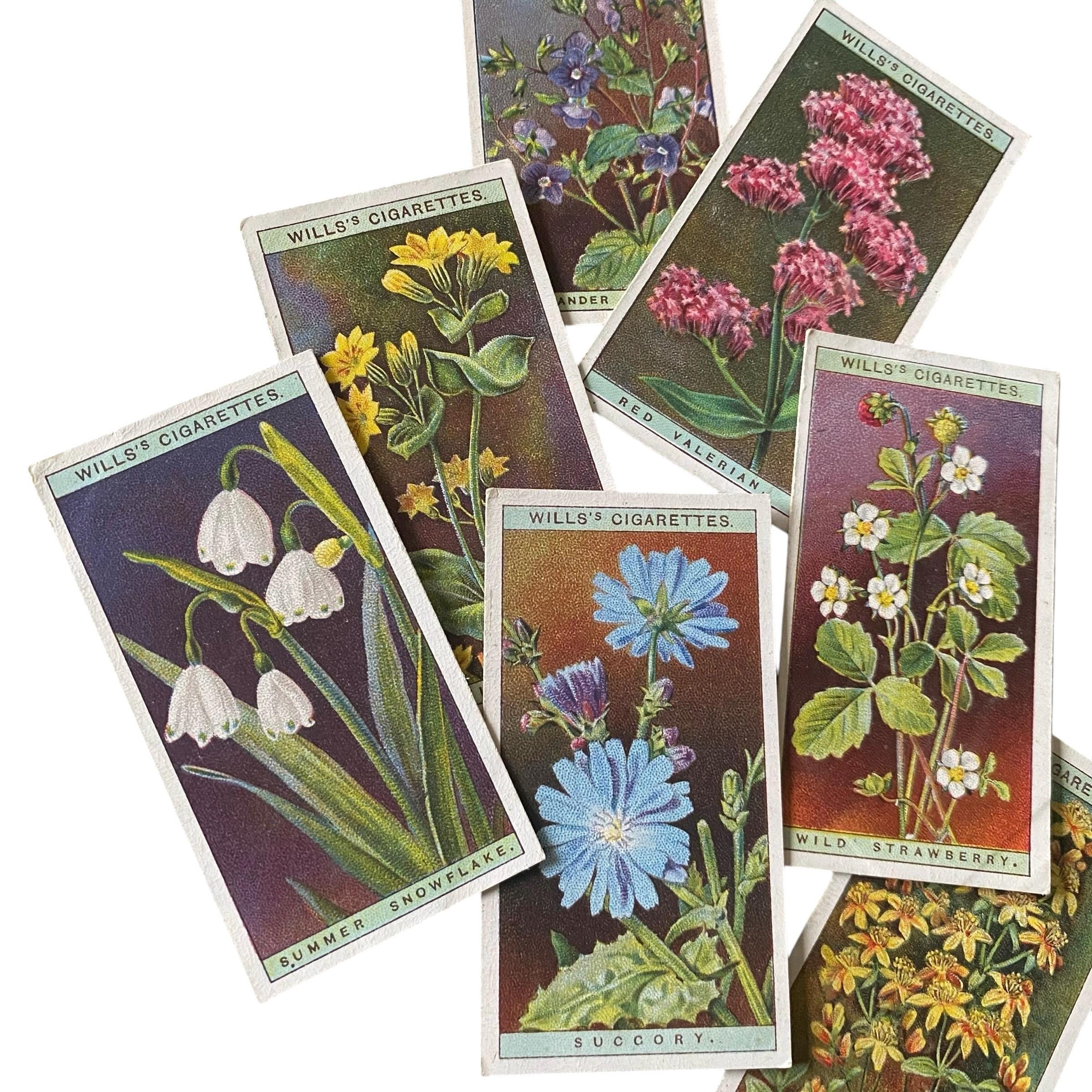 bdv silk cigarette cards Cigarette Silk Cards
